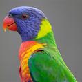 Rainbow Lorikeet (Trichoglossus moluccanus)