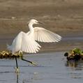Little Egret (Egretta garzetta)