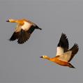Ruddy Shelduck (Tadorna ferruginea)