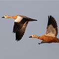 Ruddy Shelduck (Tadorna ferruginea)