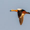 Ruddy Shelduck (Tadorna ferruginea)