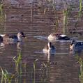 Indian Spot-billed Duck (Anas poecilorhyncha)