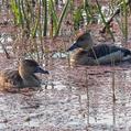 Lesser Whistling Duck (Dendrocygna javanica)