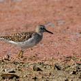 Wood Sandpiper (Tringa glareola)