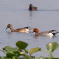Eurasian Wigeon (Mareca penelope)