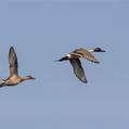Northern Pintail (Anas acuta)