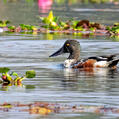 Northern Shoveler (Spatula clypeata)