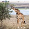 Giraffe (Giraffa camelopardalis)