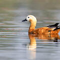 Ruddy Shelduck (Tadorna ferruginea)