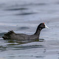 Red-knobbed Coot (Fulica cristata)