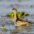 Bronze-winged Jacana (Metopidius indicus)