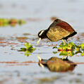 Bronze-winged Jacana (Metopidius indicus)