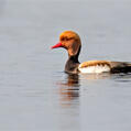 Red-crested Pochard (Netta rufina)