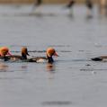Red-crested Pochard (Netta rufina)
