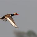 Red-crested Pochard (Netta rufina)
