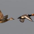 Red-crested Pochard (Netta rufina)