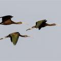 Glossy Ibis (Plegadis falcinellus)