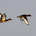 Ferruginous Duck (Aythya nyroca)