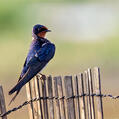 Barn Swallow (Hirundo rustica)