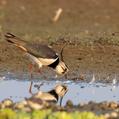 Northern Lapwing (Vanellus vanellus)