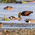 Falcated Duck (Mareca falcata)