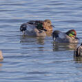 Falcated Duck (Mareca falcata)