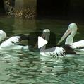 Australian Pelican (Pelecanus conspicillatus)