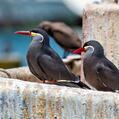 Inca Tern (Larosterna inca)