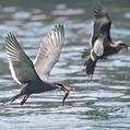 Inca Tern (Larosterna inca)