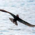 Inca Tern (Larosterna inca)