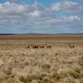 Guanaco (Lama guanicoe)