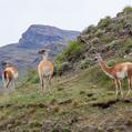 Guanaco (Lama guanicoe)