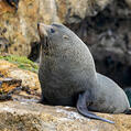 New Zealand Fur Seal (Arctocephalus forsteri)