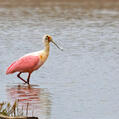 Roseate Spoonbill (Platalea ajaja)