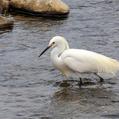 Snowy Egret (Egretta thula)