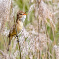Australian Reed Warbler (Acrocephalus australis)