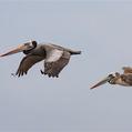 Peruvian Pelican (Pelecanus thagus)