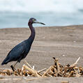 Little Blue Heron (Egretta caerulea)