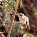 Chilean Woodstar (Eulidia yarrellii)
