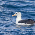 Black-browed Albatross (Thalassarche melanophris)