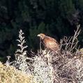 Harris's Hawk (Parabuteo unicinctus)