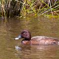 Hardhead (Aythya australis)