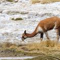 Vicuna (Lama vicugna)