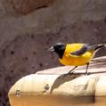 Black-hooded Sierra Finch (Phrygilus atriceps)