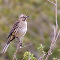 Chilean Mockingbird (Mimus thenca)