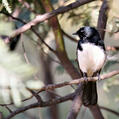 Willie Wagtail (Rhipidura leucophrys)