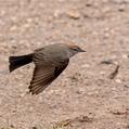 White-browed Ground Tyrant (Muscisaxicola albilora)