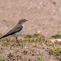 White-browed Ground Tyrant (Muscisaxicola albilora)