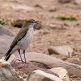 White-browed Ground Tyrant (Muscisaxicola albilora)