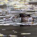 Australasian Grebe (Tachybaptus novaehollandiae)